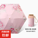 小巧便攜遮陽傘女顏值晴雨傘兩用防曬防紫外線口袋傘扁迷你太陽傘 國(guó)色天香【金桿彩膠/升級(jí)防曬】