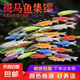 熱帶魚糖果彩色斑馬魚觀賞魚七彩小型魚好養(yǎng)活淡水魚精品孔雀蝶翼 6色斑馬魚12條送2條備損共14條