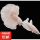 【泰國進(jìn)口精品斗魚】觀賞魚苗金魚熱帶好養(yǎng)耐活體淡水半月婚紗魚 粉白一公一母繁殖組