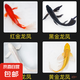 中國紅冷水淡水觀賞魚錦鯉魚活魚金魚小型好養(yǎng)紅鯉魚純種小錦鯉 6-8CM黑白黃紅【龍鳳】各一條