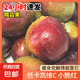 四川小脆紅李子新鮮李子現(xiàn)采時(shí)令水果清香解膩過癮 【 超值試吃】帶箱2斤 15g+