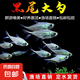 【群游草缸黑尾大勾】大號熱帶魚草缸溪流缸耐活淡水熱帶魚小型魚 4-5CM大勾50條魚友體驗裝