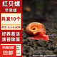 【清潔大師蘋果螺】除藻螺迷你觀賞螺蝸牛螺水除苔清理殘食清潔螺 櫻桃紅蘋果螺0.5-0.8cm10個(gè)