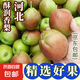 河北酥潤香梨 鮮香皮薄 時令水果 產(chǎn)地直發(fā) 整箱包郵 帶箱2斤 單果120g+