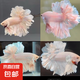 【泰國進(jìn)口精品斗魚】觀賞魚苗金魚熱帶好養(yǎng)耐活體淡水半月婚紗魚 SS粉白繡球下單送魚食