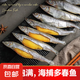 母體多春魚滿籽率95%大號多春魚500g生鮮香煎油炸燒烤商用 多春魚(大號)500g*1袋
