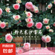 1米6大苗薔薇花苗藤本月季花爬藤植物四季開花盆栽玫瑰陽臺(tái)種植 粉色龍沙寶石【四季開花 大花 濃香】不含盆 精品大苗1.6米