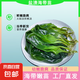 海帶嫩苗霞浦海帶苗火鍋3秒菜涼拌菜海帶苗海帶嫩苗霞浦特產(chǎn)海產(chǎn) [頭水海帶嫩苗]500g*1