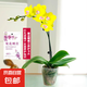 蝴蝶蘭盆栽帶花苞雙劍精品綠植高級感花卉苗多季開花 送掛件卡片 甜格格蝴蝶蘭【帶花苞】