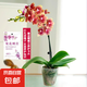 蝴蝶蘭盆栽帶花苞雙劍精品綠植高級(jí)感花卉苗多季開花 送掛件卡片 金蝶蝴蝶蘭【帶花苞】