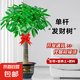 發(fā)財樹盆栽大棵室內(nèi)擺客廳大型步步高招財樹綠植物辦公室喬遷開業(yè) 獨桿發(fā)財樹1.2-1.3米+福字盆+彩帶+肥 其他