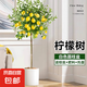 香水檸檬樹盆栽室內(nèi)果樹帶果可食用植物四季好養(yǎng)客廳大型綠植花卉 檸檬樹1.3-1.5米+白色圓柱盆+棕絲+肥+托盤