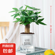 發(fā)財(cái)樹小盆栽花卉綠植物辦公室內(nèi)綠蘿文竹水培發(fā)財(cái)樹好養(yǎng)桌面植物 優(yōu)質(zhì)單桿發(fā)財(cái)樹（早安盆）+復(fù)合肥