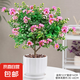 紫薇花盆栽植物樹室內(nèi)陽臺(tái)庭院觀花四季好養(yǎng)百日紅耐熱老樁樹苗 紫薇花+暖白盆
