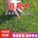 進(jìn)口草坪種子草籽矮生四季青庭院綠化四季常青護(hù)坡免修剪草種子 百慕大種子包衣 500克（更實(shí)惠）