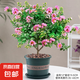 紫薇花盆栽植物樹室內(nèi)陽臺(tái)庭院觀花四季好養(yǎng)百日紅耐熱老樁樹苗 紫薇花+加侖盆