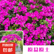 三角梅大苗盆栽綠櫻老樁三角梅室內(nèi)外植物四季好養(yǎng)活 三角梅大苗云南紫40-50厘米（不含盆）
