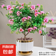 紫薇花盆栽植物樹室內(nèi)陽臺(tái)庭院觀花四季好養(yǎng)百日紅耐熱老樁樹苗 紫薇花+磚石白盆