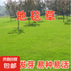 進(jìn)口草坪種子草籽矮生四季青庭院綠化四季常青護(hù)坡免修剪草種子 地毯草種子包衣 500克（更實(shí)惠）