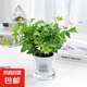 吸水盆系列綠植盆栽梔子花綠蘿桌面盆栽好養(yǎng)耐活沙漠玫瑰花卉植物 青葉常春藤冠幅約10CM高約10CM 透明早安盆/盆徑11*12cm送肥料