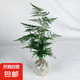 文竹盆栽植物室內(nèi)凈化空氣辦公室綠植花卉盆栽盆景四季常青小盆栽 【特價(jià)促銷款】精品小文竹1盆（簡(jiǎn)易盆） 含盆