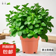 薄荷盆栽可食用大苗室內(nèi)桌面驅蚊綠植大盆迷迭香香草植物貓薄荷葉 大盆薄荷（不含盆）