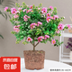 紫薇花盆栽植物樹室內(nèi)陽臺(tái)庭院觀花四季好養(yǎng)百日紅耐熱老樁樹苗 紫薇花無盆