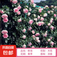 【1米6大苗】薔薇花苗藤本月季特大花爬藤植物四季花卉盆栽玫瑰花 粉龍沙寶石1米6-高左右