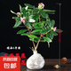 金邊瑞香盆栽濃香型老樁大苗帶花苞耐寒陽(yáng)臺(tái)花卉植物室內(nèi)花年宵花 瑞香四年苗樹形好【明年開(kāi)花】原盆