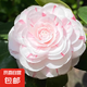 茶花樹(shù)苗四季香妃花卉盆栽易活四季山茶花帶花苞花苗好養(yǎng)耐寒綠植 十八學(xué)士4年苗【40-50厘米高】包活包對(duì)版