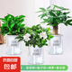 發(fā)財樹小盆栽水培植物室內桌面綠蘿文竹四季好養(yǎng)綠植盆景花卉招財 單桿發(fā)財樹+梔子花+綠蘿+肥（早安盆）