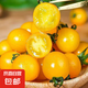 壽光黃色迷戀小番茄圣女果爽口自然酸甜小西紅柿水果蔬菜 陽光小番茄 1斤 凈重