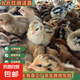 九斤紅小雞活苗批發(fā)土雞五黑雞活苗出殼蘆花雞三黃雞青腳麻雞公雞母幼苗 九斤紅雞苗20只【多發(fā)10只】公母配對