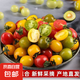 【圣女果組合】三色小番茄千禧糖琥珀混裝柿子兒童水果即食零食 帶箱5斤 2.5kg 凈重4.5斤