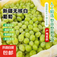 新疆無(wú)核白葡萄4斤原箱馬奶提現(xiàn)摘當(dāng)季新鮮水果整箱包郵 掉粒正常 凈重4斤原箱