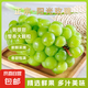正宗云南陽光玫瑰葡萄脆甜青提無籽晴王葡萄新鮮現(xiàn)摘葡萄尚進(jìn) 帶箱五斤【凈重4-4.5斤/2-3串/10g+】