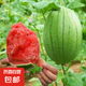 小糖丸2k西瓜薄皮小糖丸西瓜新鮮水果 1.5-2斤