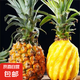 廣東湛江徐聞縣原產(chǎn)地新鮮菠蘿現(xiàn)摘現(xiàn)發(fā)  當(dāng)季生鮮 【1個裝】凈重1.3斤-1.5斤