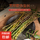 當(dāng)天現(xiàn)剪正宗霍山五年鐵皮石斛鮮條楓斗食用滋補(bǔ)仿野外種植膠質(zhì)飽 鐵皮石斛鮮條500克