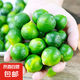 村下佬海南直發(fā)海南青金桔小金桔小青檸奶茶店沖飲專用青檸檬新鮮 1斤 單果8-15g