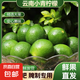 正宗云南小青檸檬新鮮水果青檸檬奶茶店專用檸檬有籽小青檸現(xiàn)貨直 有籽小青檸檬1斤凈重單果20-40g