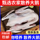【自營】2年老鵝散養(yǎng)大鵝生鮮大白鵝現(xiàn)殺新鮮鵝肉整只鐵鍋燉鵝 8-9斤/只 老鵝