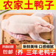 【自營】湖泊放養(yǎng)3年冷水鴨現(xiàn)殺老鴨子麻鴨黃鴨土鴨散養(yǎng)農(nóng)家鴨子 5-6斤/只 老鴨子（無內(nèi)臟）