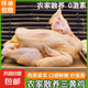 【自營】農(nóng)家三黃雞正宗土雞散養(yǎng)新鮮童子雞整只走地雞優(yōu)質(zhì)肉質(zhì) 2只5斤裝 三黃雞