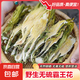 味尚耶肇慶霸王花500g干貨干花一斤裝農(nóng)家自產(chǎn)自銷煲湯料劍花特產(chǎn) 精選劍花霸王花500克