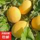 甘肅沙漠金色年華哈密瓜頭茬蜜瓜自然熟高甜度新鮮水果甜脆 凈重8-9斤 2-3枚裝