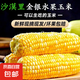 新鮮現(xiàn)摘金銀水果玉米爆漿多汁直播間輕食早餐買菜超市蔬菜品質(zhì) 新鮮金銀水果玉米9斤 含箱