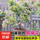 三角梅大苗盆栽綠櫻老樁三角梅室內(nèi)外植物四季好養(yǎng)活 三角梅大苗綠櫻40-50厘米（不含盆）