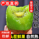 陜西綠心獼猴桃奇異果新鮮水果當(dāng)季水果彌猴桃薄皮源頭直發(fā)包郵 【禮盒裝-果王】綠心獼猴桃18枚
