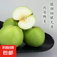 河北青皮蜜梨 酥脆多汁 新鮮采摘 產(chǎn)地直發(fā) 整箱包郵 凈重5斤 單果200g+